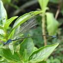 Image of Pseudagrion simplicilaminatum imported from iNaturalist.