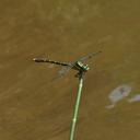 Image of Nihonogomphus luteolatus imported from iNaturalist.