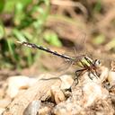 Image of Nihonogomphus cultratus imported from iNaturalist.