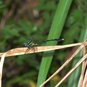 Image of Amphigomphus hansoni imported from iNaturalist.