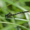 Image of Nihonogomphus semanticus imported from iNaturalist.