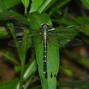 Image of Trigomphus beatus imported from iNaturalist.