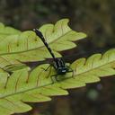 Image of Trigomphus carus imported from iNaturalist.