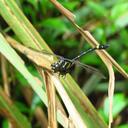 Image of Gomphidia fukienensis imported from iNaturalist.