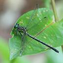 Image of Leptogomphus divaricatus imported from iNaturalist.