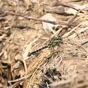 Image of Shaogomphus lieftincki imported from iNaturalist.