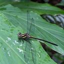 Image of Leptogomphus tioman imported from iNaturalist.