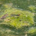 Image of Pseudagrion vaalense imported from iNaturalist.