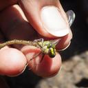 Image of Notogomphus maathaiae imported from iNaturalist.