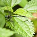 Image of Microgomphus phewataali imported from iNaturalist.