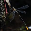 Image of Heteragrion muryense imported from iNaturalist.