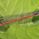 Image of Oxyagrion chapadense imported from iNaturalist.