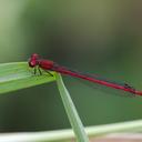 Image of Oxyagrion simile imported from iNaturalist.