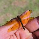 Image of Perithemis capixaba imported from iNaturalist.