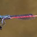 Image of Oxyagrion sulmatogrossense imported from iNaturalist.