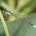 Image of Ischnura barberi imported from iNaturalist.