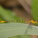 Image of Heteragrion cooki imported from iNaturalist.