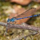 Image of Argia carlcooki imported from iNaturalist.