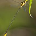 Image of Heteragrion bickorum imported from iNaturalist.