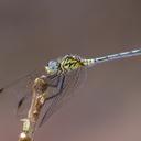 Image of Trithemis morrisoni imported from iNaturalist.