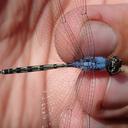 Image of Trithemis palustris imported from iNaturalist.