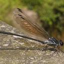 Image of Bayadera nephelopennis imported from iNaturalist.