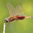 Image of Tramea rustica imported from iNaturalist.