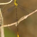 Image of Heteragrion bariai imported from iNaturalist.