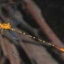 Image of Heteragrion breweri imported from iNaturalist.