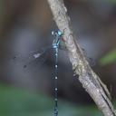 Image of Lestes debellardi imported from iNaturalist.