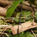 Image of Allopodagrion brachyurum imported from iNaturalist.