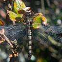 Image of Sympetrum paramo imported from iNaturalist.