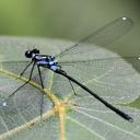 Image of Teinopodagrion chinchaysuyum imported from iNaturalist.