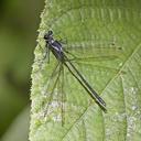 Image of Teinopodagrion depressum imported from iNaturalist.