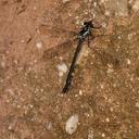 Image of Teinopodagrion meridionale imported from iNaturalist.