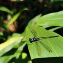 Image of Teinopodagrion vallenatum imported from iNaturalist.