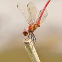 Image of Elasmothemis rufa imported from iNaturalist.