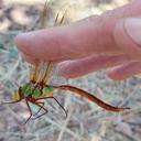 Image of Anax gladiator