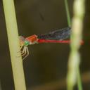 Image of Ceriagrion junceum