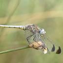 Image of Eleuthemis libera imported from iNaturalist.