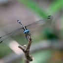 Image of Neodythemis katanga imported from iNaturalist.