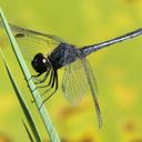 Image of Diplacodes pumila imported from iNaturalist.