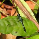 Image of Porpax sentipes imported from iNaturalist.