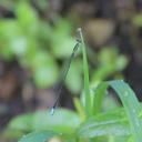 Image of Aciagrion dondoense imported from iNaturalist.