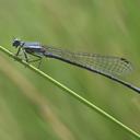 Image of Elattoneura tarbotonorum imported from iNaturalist.