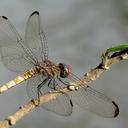 Image of Eleuthemis eogaster imported from iNaturalist.