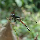 Image of Africocypha varicolor imported from iNaturalist.