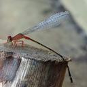 Image of Ceriagrion obfuscans imported from iNaturalist.