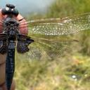 Image of Urothemis venata imported from iNaturalist.