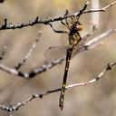 Image of Syncordulia serendipator imported from iNaturalist.